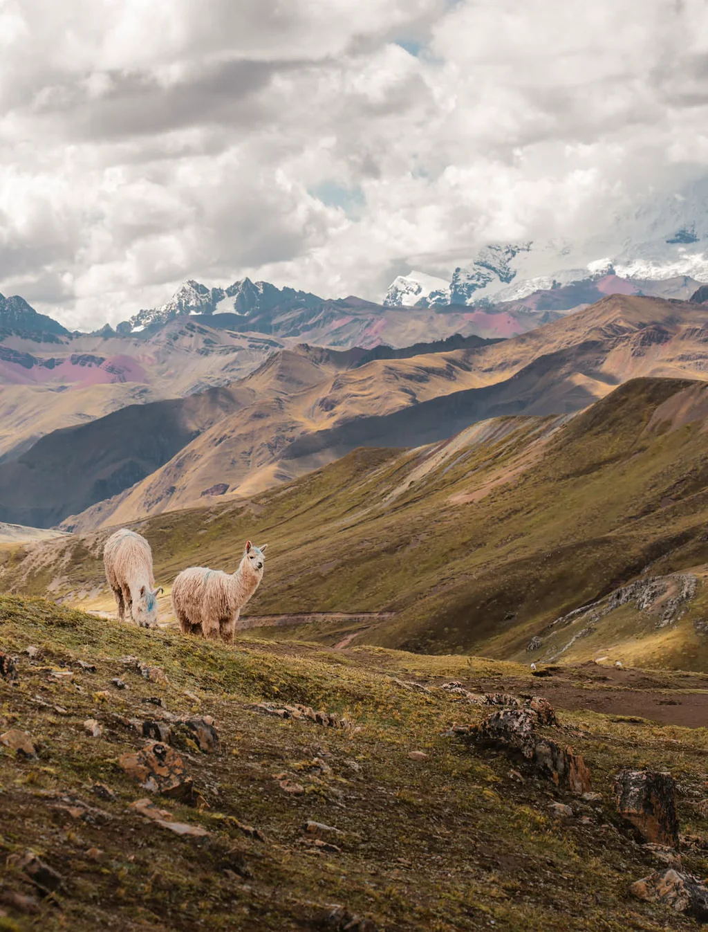 Alpacas pastando frente a la Montaña de 7 Colores